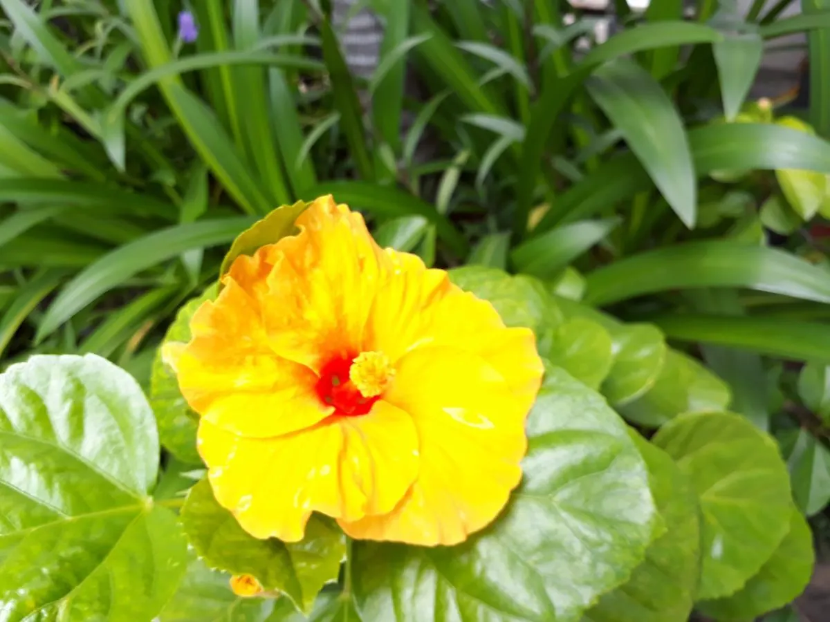 Nhi Trung Hotel Hoi An